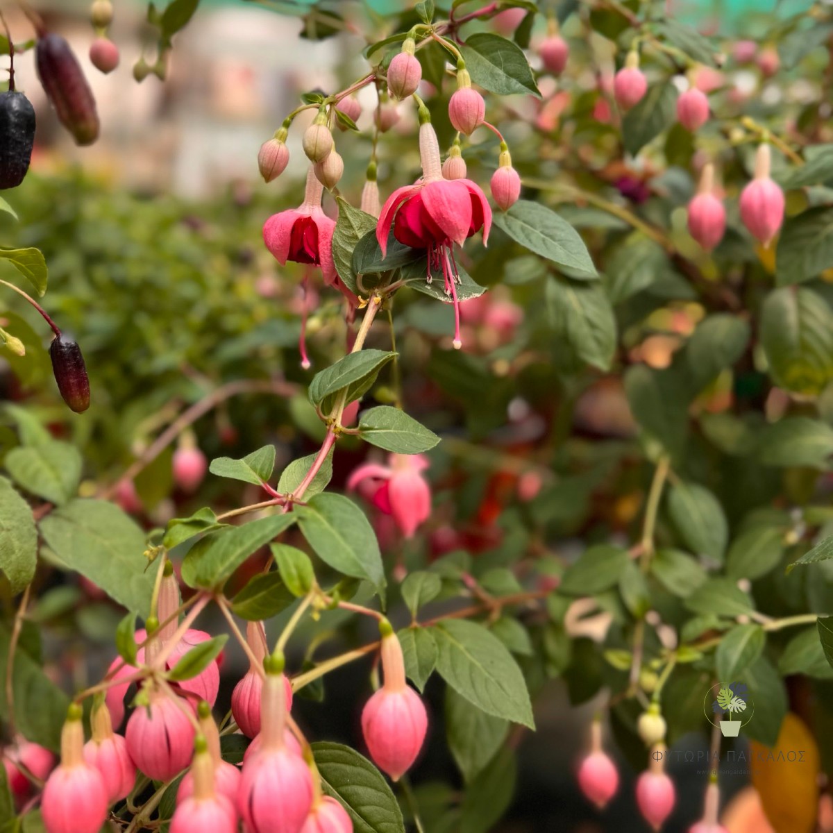 Σκουλαρικάκι – Φούξια (Fuchsia spp.) - 2